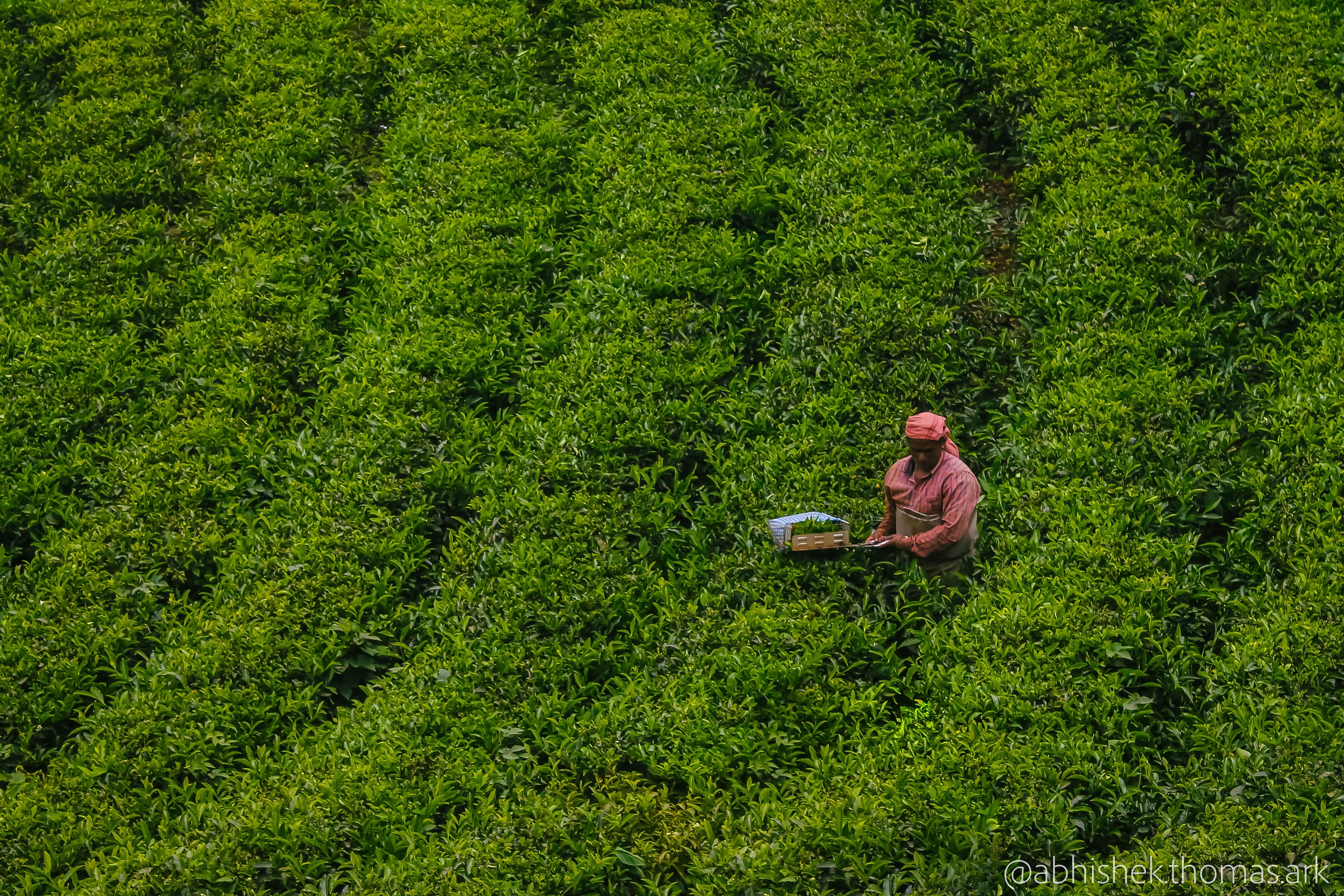 Tea Leaves